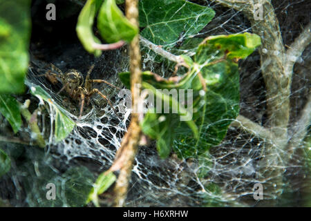 Lace-Weaver - Araignée noire Amaurobius Ferox Banque D'Images