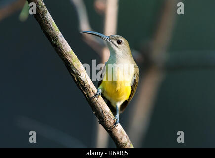 L'image de peu spiderhunter (Arachnothera longirostra) à Goa, Inde Banque D'Images