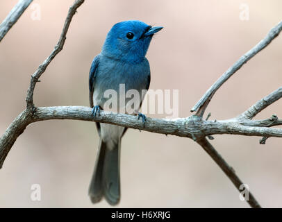 L'image de monarque à cou noir (Hypothymis azurea) à Goa, Inde Banque D'Images