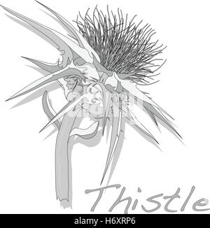 Le Chardon Marie Plante. Chardon écossais. Vector isolés. Illustration de Vecteur