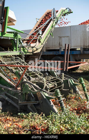 Harvester recueille des tomates en trailer Banque D'Images