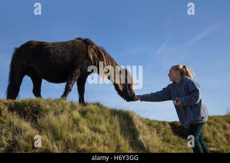 Une fille rss une pomme à un poney dartmoor, avec un ciel bleu toile Banque D'Images