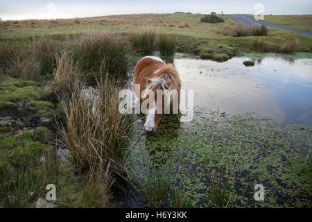 Un poney dartmoor manger les feuilles et l'eau potable tandis que debout dans un étang sur la lande. Banque D'Images