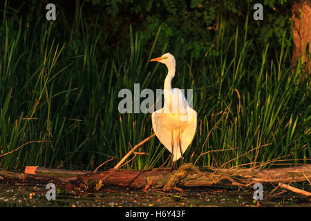 Grand héron blanc ailes sèchent dans le soleil levant Banque D'Images