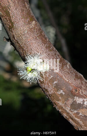 Fleurs de grapetree brésilien ou jabuticaba (Plinia cauliflora) Banque D'Images