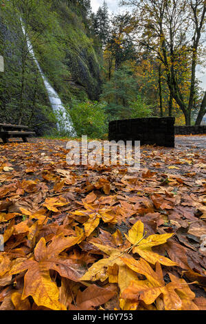 Tombée de l'érable à feuilles à la prêle Falls Gorge de la rivière Columbia dans l'Oregon à l'automne Banque D'Images