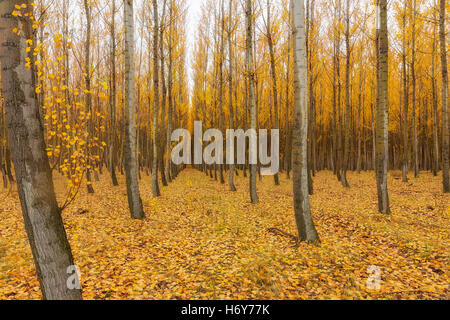 Poplar Tree Farm dans Boardman Oregon en automne Banque D'Images