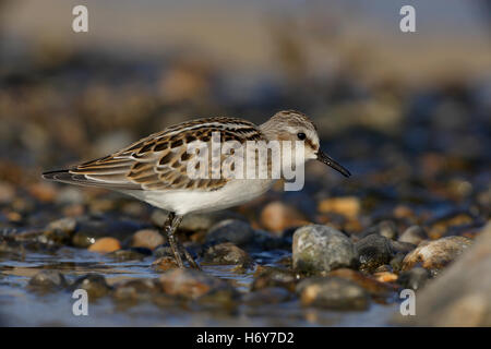 Peu de passage Calidris minuta en plumage juvénile 1er Banque D'Images