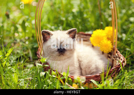 Petit Chaton couché dans un panier sur le pissenlit pelouse, looking at camera Banque D'Images