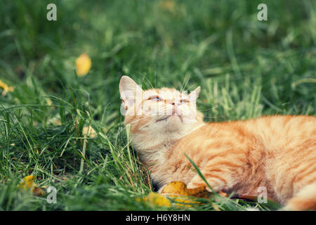 Chat roux couché dans l'herbe dans le jardin Banque D'Images