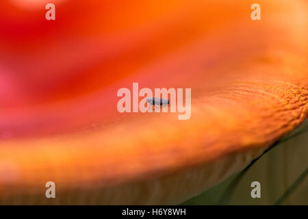 Close-up de la mouche ou champignons Agaric toadstool avec commun Froghopper adultes. Banque D'Images