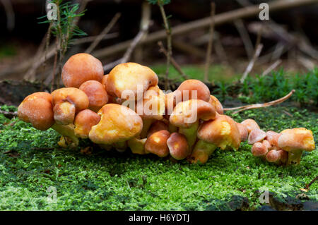 Les jeunes champignons, probablement le Milkcap (Lactarius rufus) sur un tronc d'arbre Banque D'Images