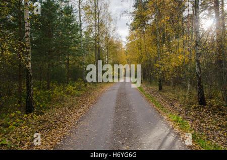 Route de gravier à travers une forêt d'or à l'automne coloré Banque D'Images