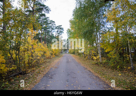 Scène d'automne avec une route de campagne, dans des couleurs vert et jaune Banque D'Images
