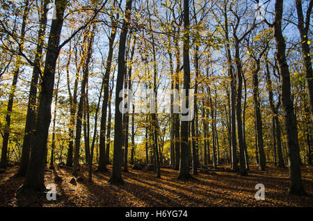 Magnifique forêt de hêtres en contre-jour et en couleurs d'automne Banque D'Images