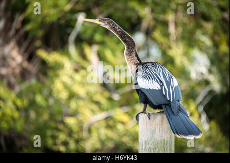 Anhinga (également connu sous le nom de la Turquie ou de l'eau oiseaux serpent) perché sur poster à Bird Island Park à Ponte Vedra Beach, Floride, USA. Banque D'Images