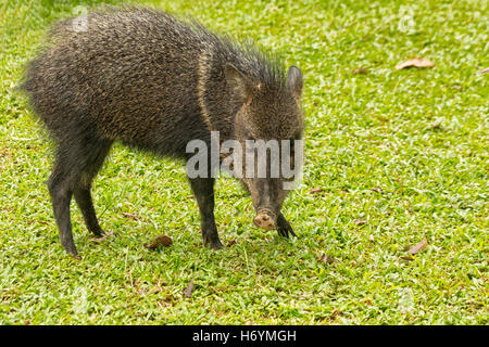 Pécari à collier comme animal de marcher sur l'herbe Banque D'Images