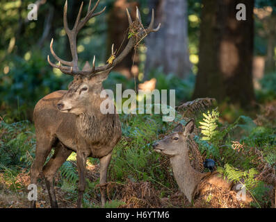 Beau moment de tendresse intime entre red deer stag et hind doe pendant la saison du rut avec beuglements stag Banque D'Images