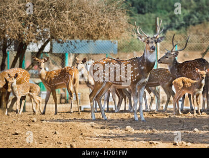 Troupeau de cerfs communs repèrés sous l'arbre Banque D'Images