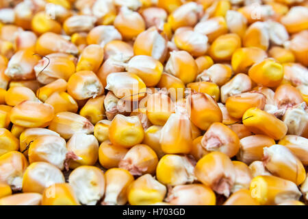 Les haricots maïs en grains. Focus sélectif. Banque D'Images