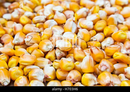 Les haricots maïs en grains. Focus sélectif. Banque D'Images