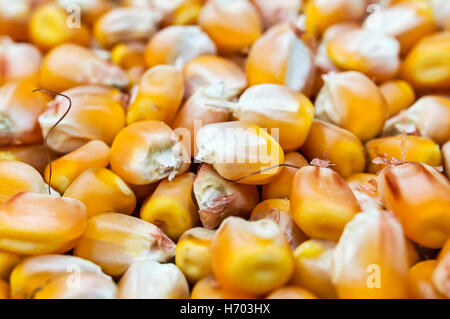 Close up de maïs grains. Focus sélectif. Banque D'Images