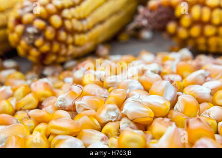 Les haricots maïs en grains. Focus sélectif. Banque D'Images