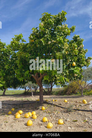 Pomelo - Citrus maxima avec des fruits tombés des arbres Banque D'Images