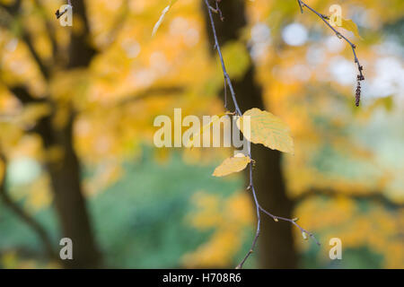 Betula lenta. Sweet bouleau feuilles en automne Banque D'Images