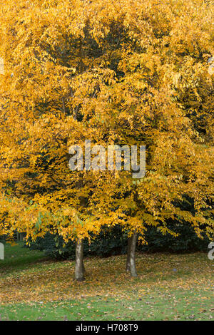 Betula lenta. Sweet bouleau en automne Banque D'Images