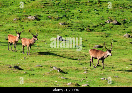 Red Deer (Cervus elaphus, les jeunes cerfs au début de l'automne Banque D'Images