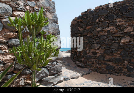 Fuerteventura, Îles Canaries, Afrique du Nord, Espagne : cactus et mur de pierre dans un paysage marin Banque D'Images