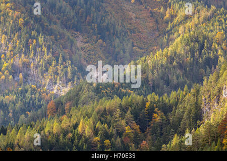 Impressions d'automne, Forêt, Nationalpark Gesäuse, Styrie, Autriche Banque D'Images