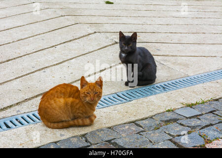 Les chats domestiques sur la pelouse à proximité d'une maison privée Banque D'Images