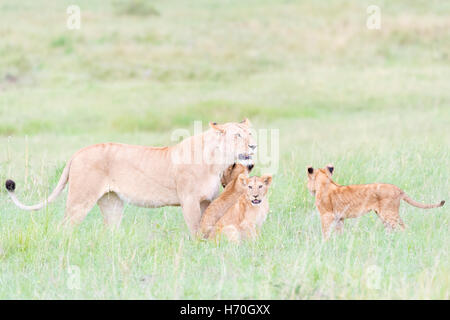 Lioness (Panthera leo) Message d'oursons, Maasai Mara national reserve, Kenya Banque D'Images