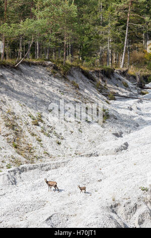 Avec Chamois Rupicapra rupicapra, Cub, Nationalpark Gesäuse, Styrie, Autriche Banque D'Images