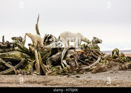 Mère ours polaire et ourson à la recherche des morceaux de nourriture parmi les tas d'os de baleine à Kaktovik en Alaska. Banque D'Images