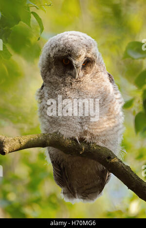 Long-eared Owl (Asio otus), de mue chick, perché dans un bouleau, regardant vers le bas, entouré par les couleurs du printemps vernal. Banque D'Images