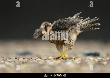 Faucon pèlerin ( Falco peregrinus ), jeune oiseau sur un toit en gravier, secouant la pluie tombe hors de ses plumes, plumage, de la faune Banque D'Images