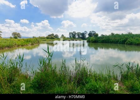 Paysage des zones humides, dans la réserve naturelle en Afek, le nord d'Israël Banque D'Images