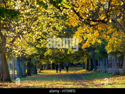 Le Meadows, Édimbourg, Écosse. La faible lumière du soleil d'automne jette de longues ombres qu'elle brille à travers les arbres sur une journée de novembre. Banque D'Images