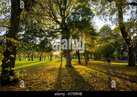 Le Meadows, Édimbourg, Écosse. La faible lumière du soleil d'automne jette de longues ombres qu'elle brille à travers les arbres sur une journée de novembre. Banque D'Images