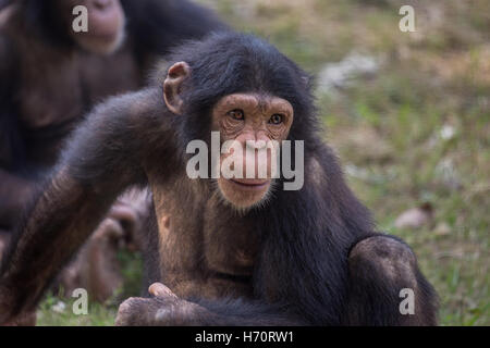 Dans un zoo chimpanzé - gros plan portrait shot. Ils sont considérés comme la plus intelligente de toutes les espèces de primates (singes). Banque D'Images