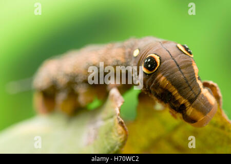 Hawk Moth Vine's False eye caterpillar (Hippotion rosetta) Banque D'Images