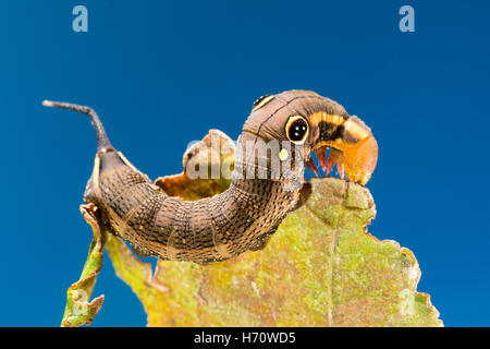 Hawk Moth Vine's False eye caterpillar (Hippotion rosetta) Banque D'Images