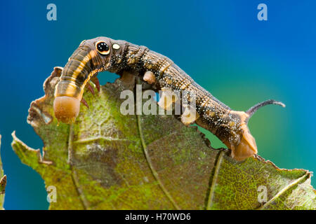 Hawk Moth Vine's False eye caterpillar (Hippotion rosetta) Banque D'Images