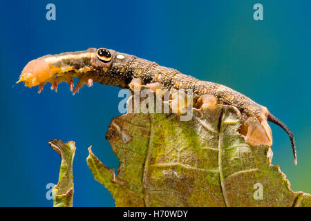 Hawk Moth Vine's False eye caterpillar (Hippotion rosetta) Banque D'Images