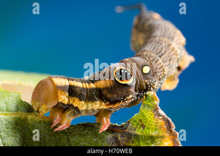 Hawk Moth Vine's False eye caterpillar (Hippotion rosetta) Banque D'Images