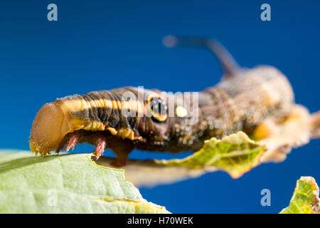 Hawk Moth Vine's False eye caterpillar (Hippotion rosetta) Banque D'Images