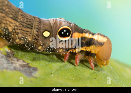 Hawk Moth Vine's False eye caterpillar (Hippotion rosetta) Banque D'Images